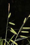 Cypress swamp sedge